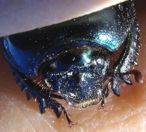 Geotrupes mutator