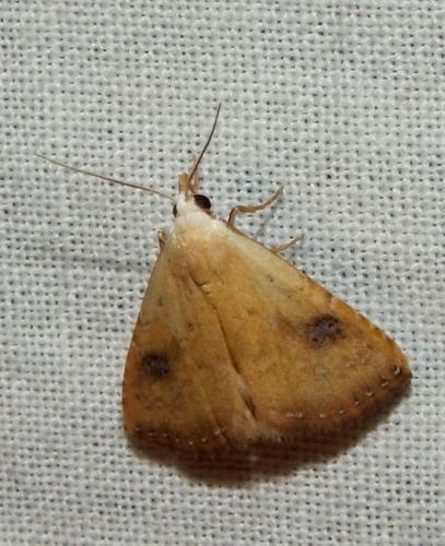Réf. 92 290 : Rivula sericealis