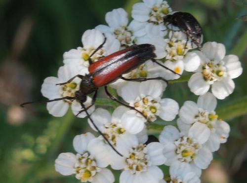 Réf. 92 264 : Stenurella sp.