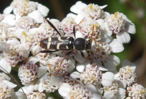 Réf. 92 265 : Clytus rhamni