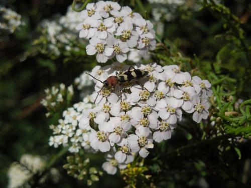 Chlorophorus trifasciatus