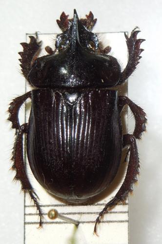 Ceratophyus rossii