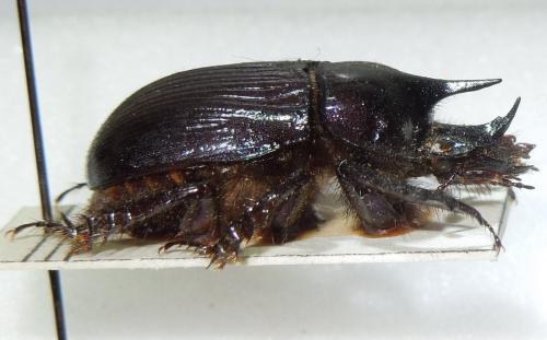 Ceratophyus rossii