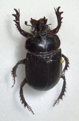 Ceratophyus hoffmannseggi