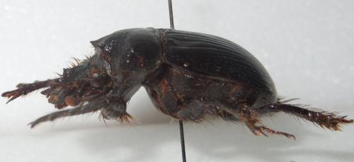 Ceratophyus hoffmannseggi