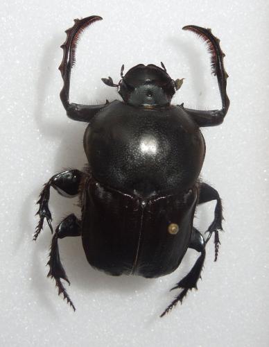 Réf. 92 982 : Onitis belial