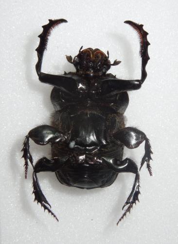 Onitis belial