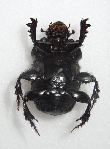 Réf. 92 985 : Onitis belial