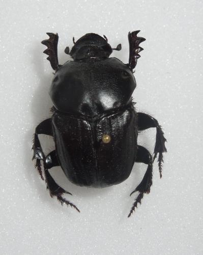 Réf. 92 984 : Onitis belial