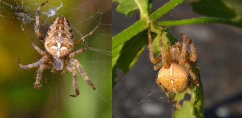 Araneus diadematus