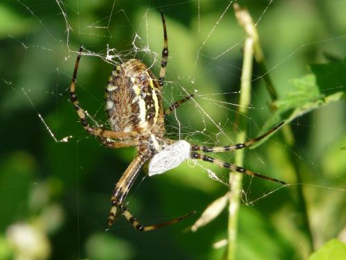 Argiope bruennichi