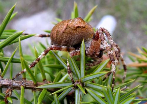 Araneus angulatus