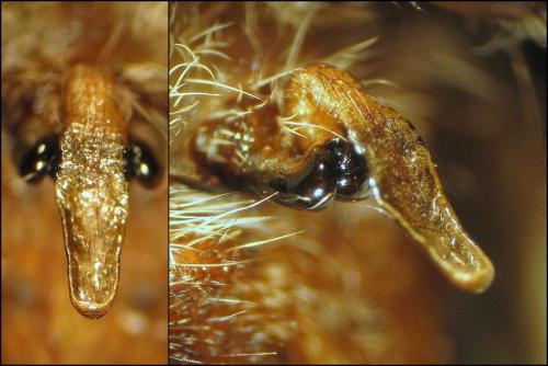 Araneus angulatus