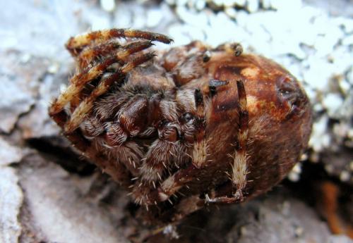 Araneus angulatus