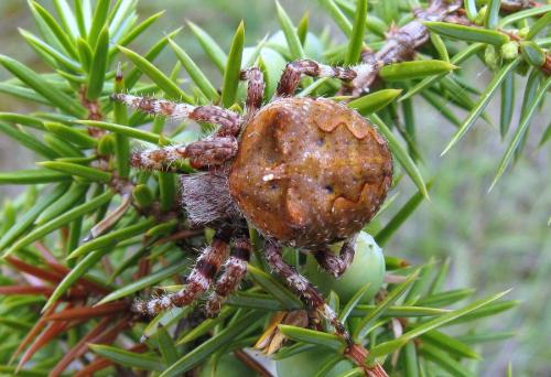 Araneus angulatus
