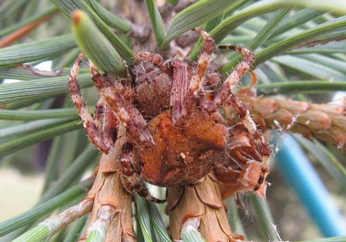 Araneus angulatus