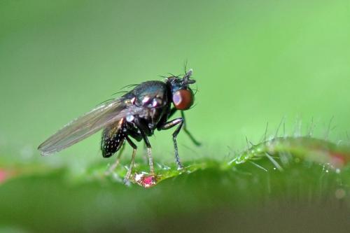 Psilopa polita