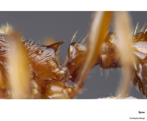 Réf. 92 598 : Myrmica rubra