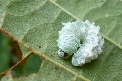 Réf. 92 765 : Eriocampa ovata