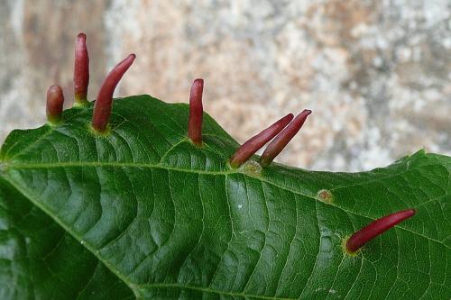 Réf. 92 549 : Eriophyes tiliae