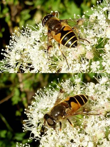 Réf. 92 458 : Eristalis horticola