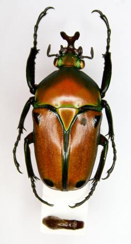Eudicella colmanti