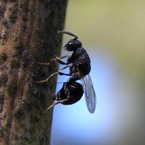 Eurytominae