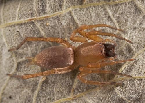 Clubiona sp.