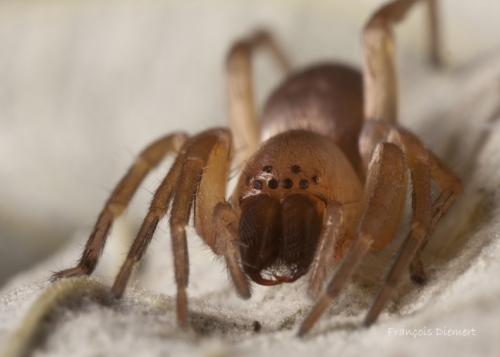 Clubiona sp.