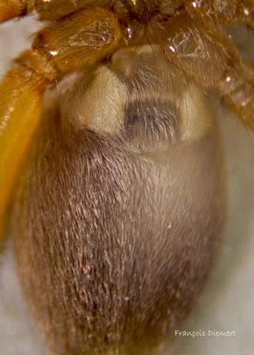 Clubiona sp.