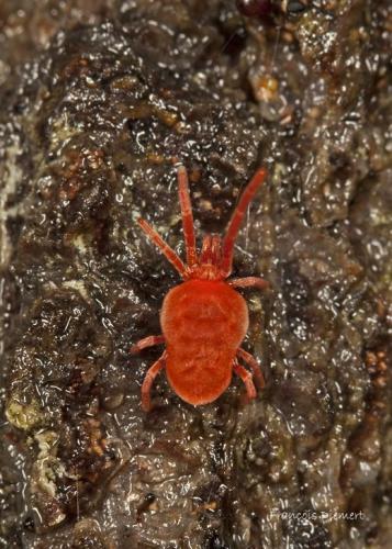 Réf. 92 898 : Allothrombium sp.