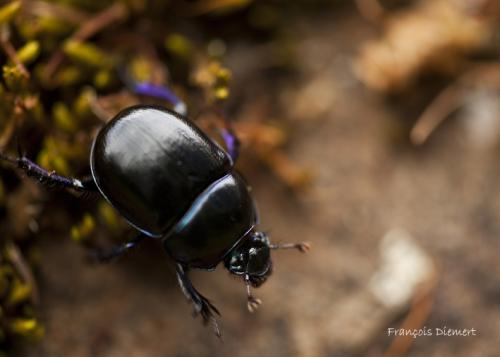 Anoplotrupes stercorosus