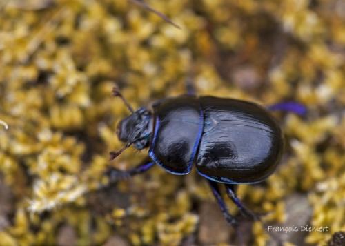 Anoplotrupes stercorosus