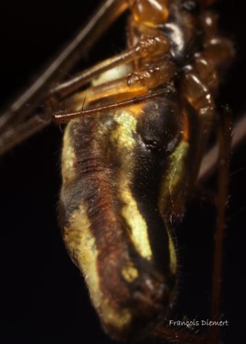 Réf. 92 376 : Tetragnatha extensa