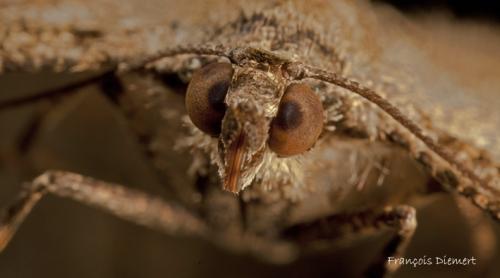 Réf. 92 622 : Peribatodes rhomboidaria