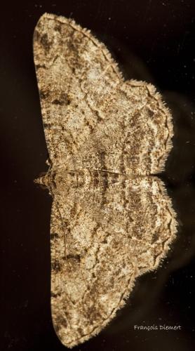 Peribatodes rhomboidaria