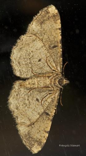 Peribatodes rhomboidaria