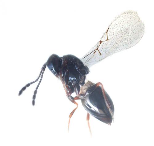 Réf. 92 635 : Kleidotoma sp.