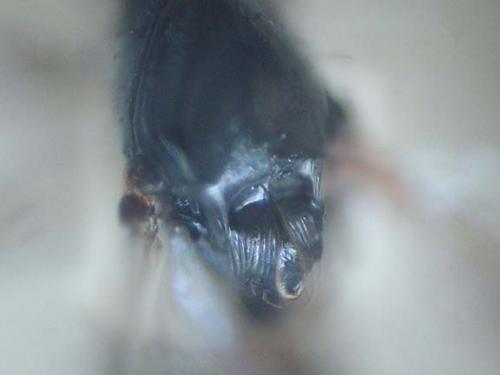 Réf. 92 636 : Kleidotoma sp.