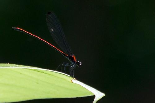 Mnesarete cupraea