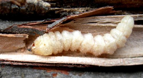 Niphona picticornis
