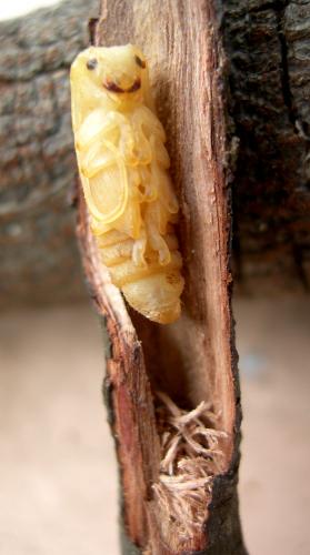Niphona picticornis