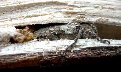 Niphona picticornis
