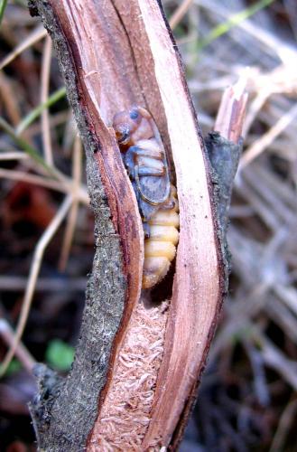 Niphona picticornis
