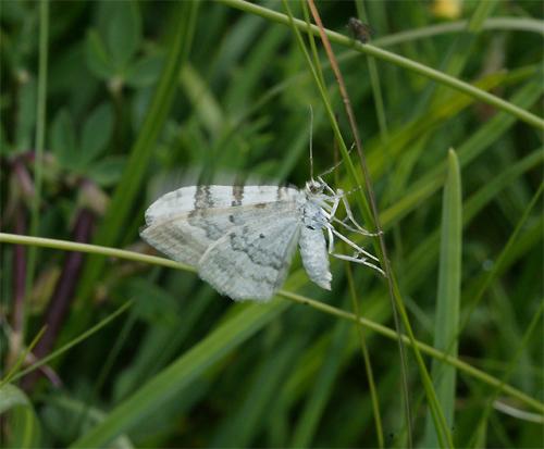 Réf. 92 318 : Xanthorhoe montanata