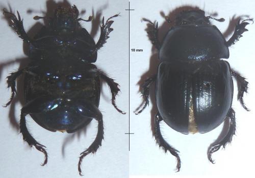 Réf. 92 131 : Anoplotrupes stercorosus