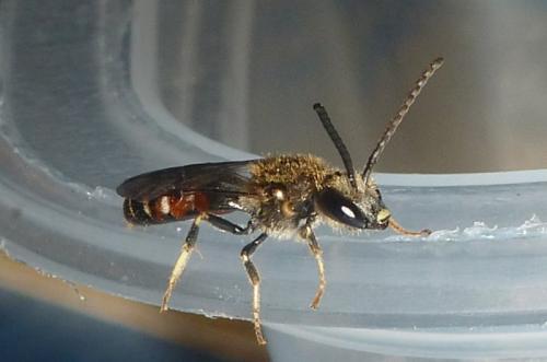 Réf. 92 319 : Lasioglossum calceatum