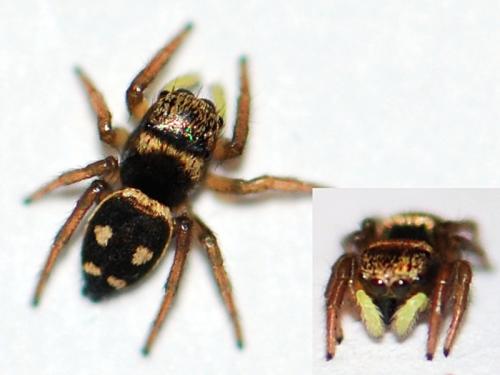 Réf. 92 784 : Heliophanus apiatus