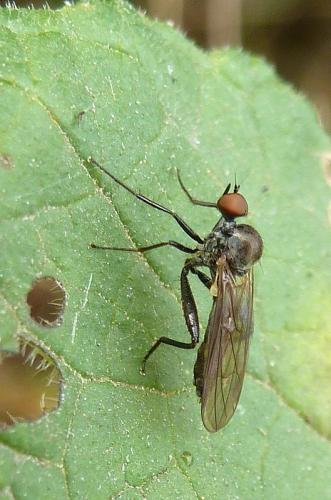 Hybos culiciformis