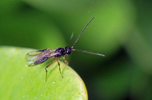 Dacnusa sp.